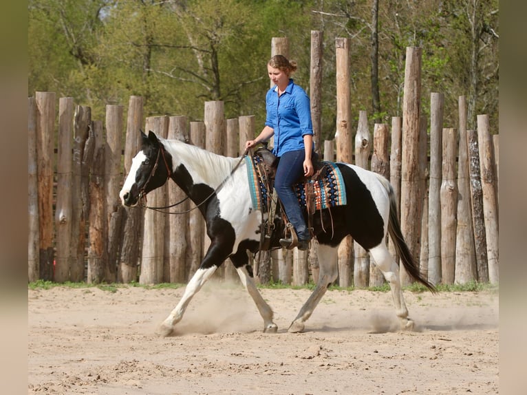 Pintos Wallach 14 Jahre 157 cm Schecke in Athens