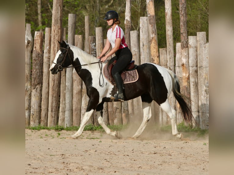 Pintos Wallach 14 Jahre 157 cm Schecke in Athens