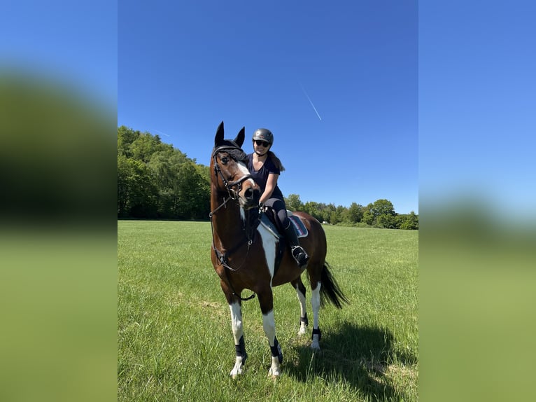 Pintos Mix Wallach 14 Jahre 162 cm Schecke in Greifenstein