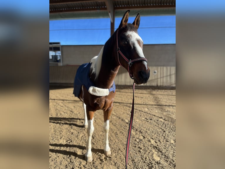 Pintos Mix Wallach 14 Jahre 162 cm Schecke in Greifenstein