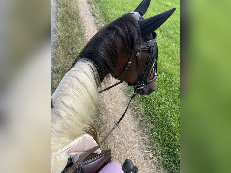 Pintos Mix Wallach 14 Jahre 162 cm Schecke in Greifenstein