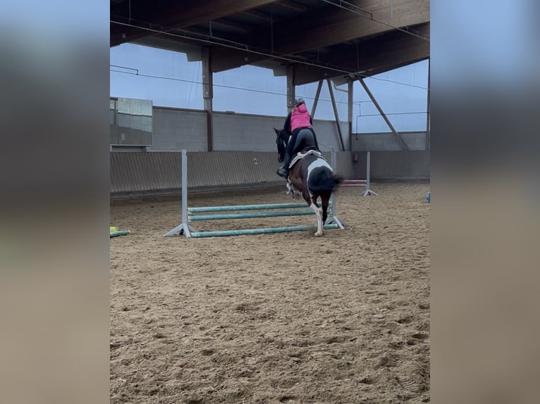 Pintos Mix Wallach 14 Jahre 162 cm Schecke in Greifenstein