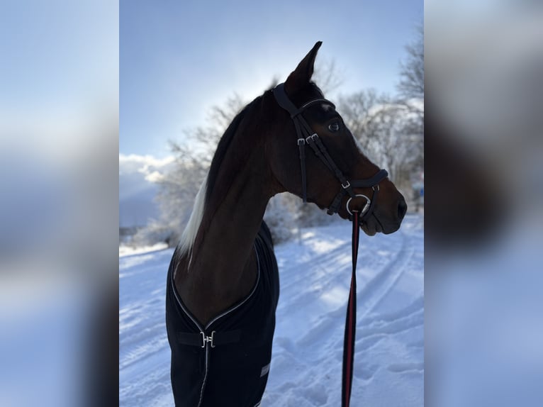 Pintos Mix Wallach 14 Jahre 162 cm Schecke in Greifenstein