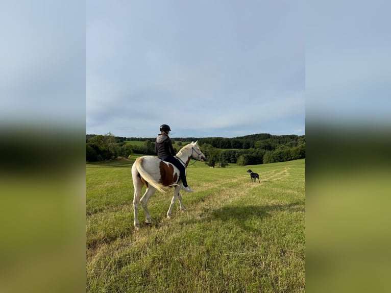 Pintos Wallach 15 Jahre 150 cm in Bad Gottleuba-Berggießhübel