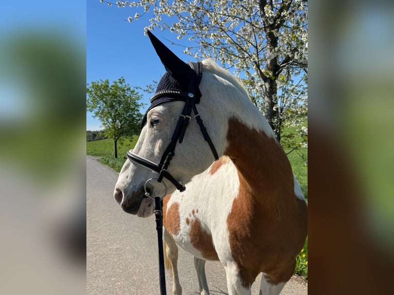 Pintos Wallach 15 Jahre 150 cm in Bad Gottleuba-Berggießhübel