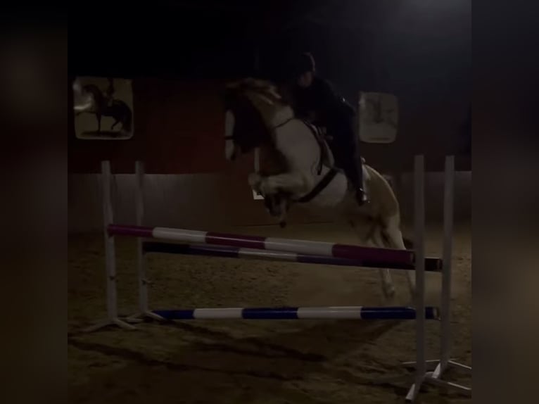 Pintos Wallach 16 Jahre 148 cm Schecke in Ostrhauderfehn