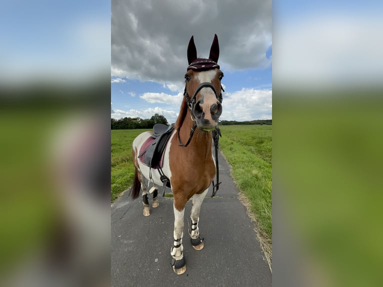 Pintos Wallach 16 Jahre 148 cm Schecke in Ostrhauderfehn