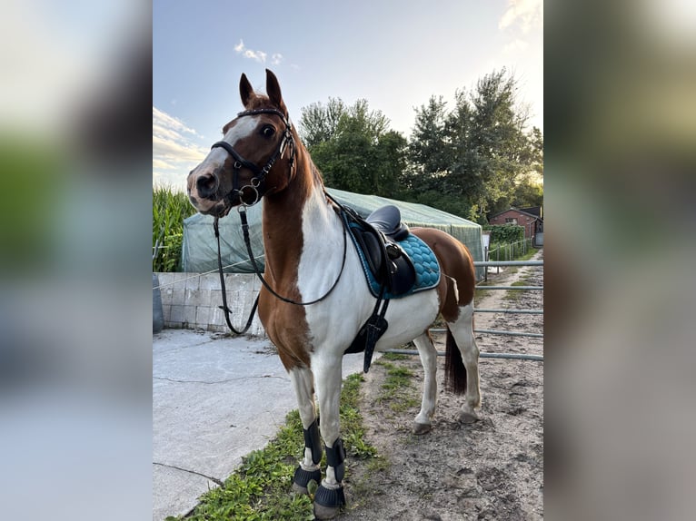 Pintos Wallach 16 Jahre 148 cm Schecke in Ostrhauderfehn