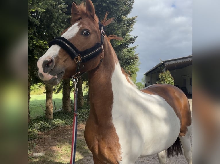 Pintos Wallach 16 Jahre 148 cm Schecke in Ostrhauderfehn