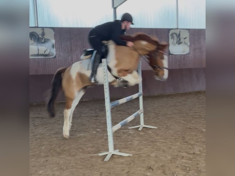 Pintos Wallach 16 Jahre 148 cm Schecke in Ostrhauderfehn