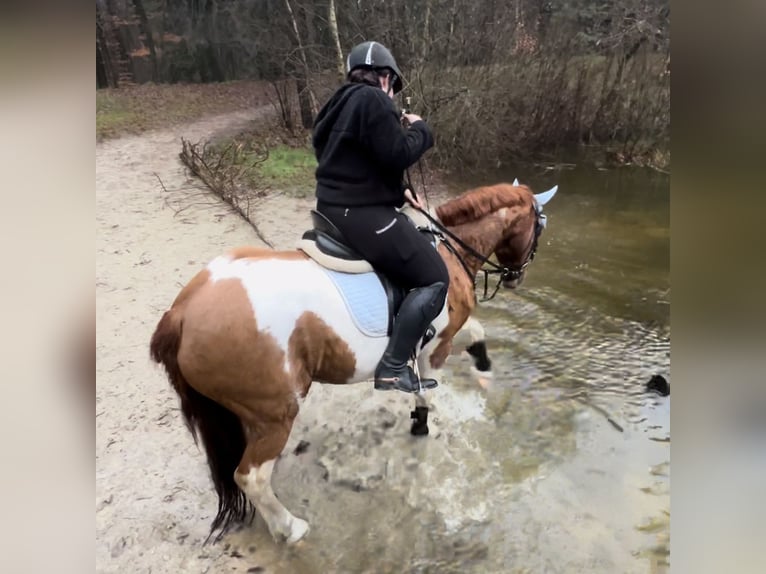 Pintos Wallach 16 Jahre 148 cm Schecke in Ostrhauderfehn