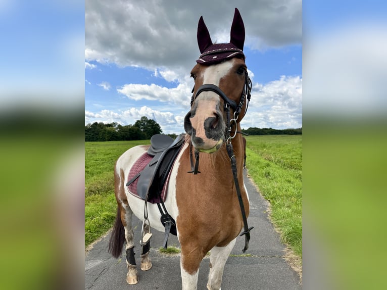 Pintos Mix Wallach 16 Jahre 148 cm Schecke in Ostrhauderfehn