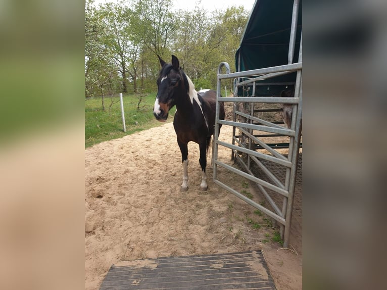 Pintos Wallach 17 Jahre 152 cm Schecke in Cuxhaven