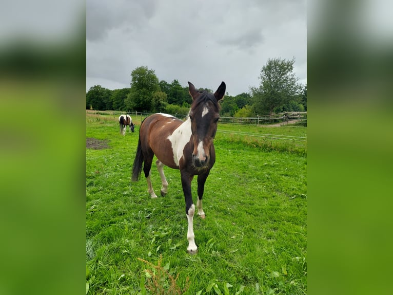 Pintos Wallach 17 Jahre 152 cm Schecke in Cuxhaven
