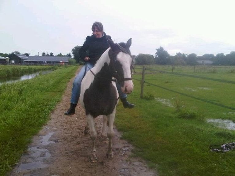 Pintos Wallach 18 Jahre 158 cm Schecke in Amsterdam
