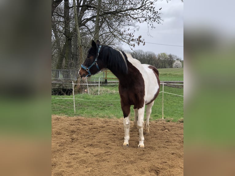 Pintos Mix Wallach 19 Jahre 163 cm Schecke in Gera