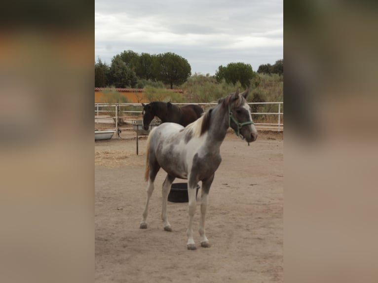 Pintos Wallach 1 Jahr Schecke in Caceres