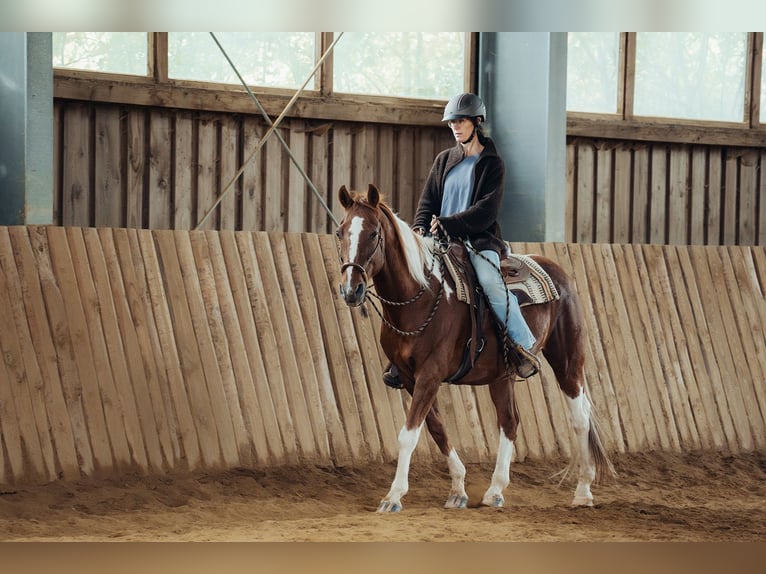 Pintos Wallach 21 Jahre 155 cm Schecke in Haidmühle