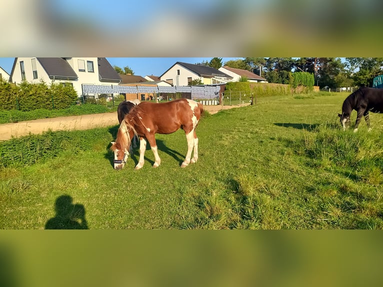 Pintos Wallach 22 Jahre 130 cm Schecke in Greifswald