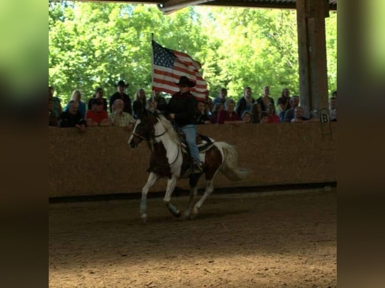 Pintos Wallach 29 Jahre 148 cm Schecke in Böel