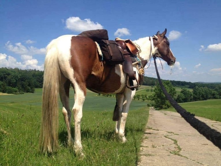Pintos Wallach 29 Jahre 148 cm Schecke in Böel