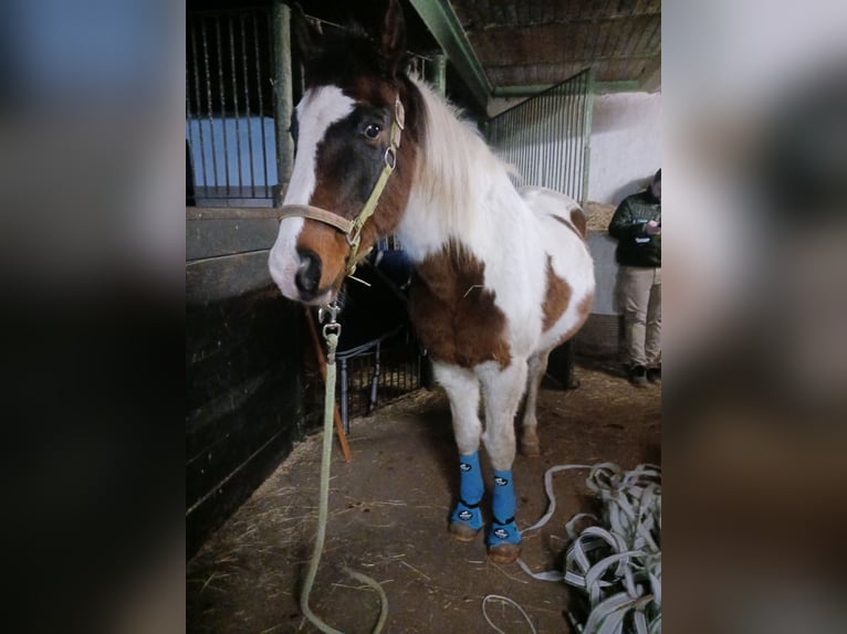 Pintos Wallach 29 Jahre 148 cm Schecke in Böel