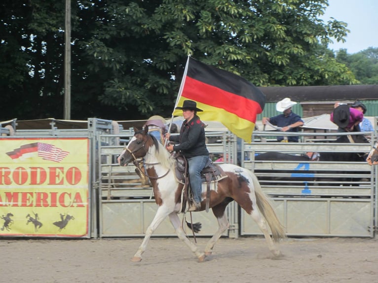 Pintos Wallach 29 Jahre 148 cm Schecke in Böel