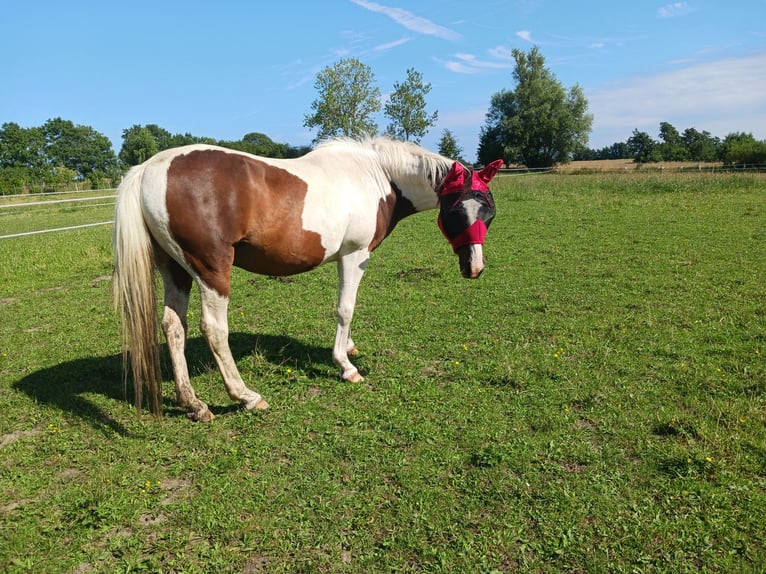 Pintos Wallach 29 Jahre 148 cm Schecke in Böel