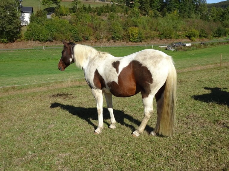 Pintos Wallach 29 Jahre 148 cm Schecke in Böel