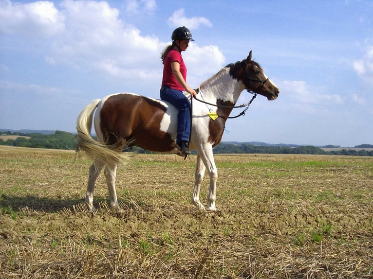 Pintos Wallach 29 Jahre 148 cm Schecke in Böel
