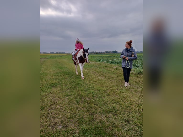 Pintos Wallach 29 Jahre 148 cm Schecke in Böel