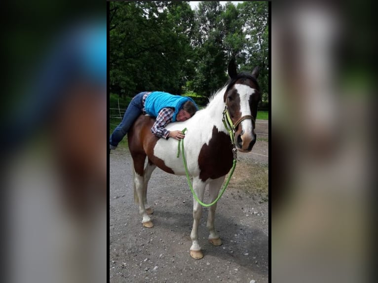 Pintos Wallach 29 Jahre 148 cm Schecke in Böel