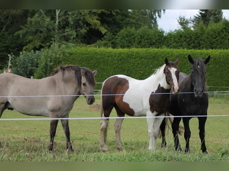 Pintos Wallach 29 Jahre 148 cm Schecke in Böel