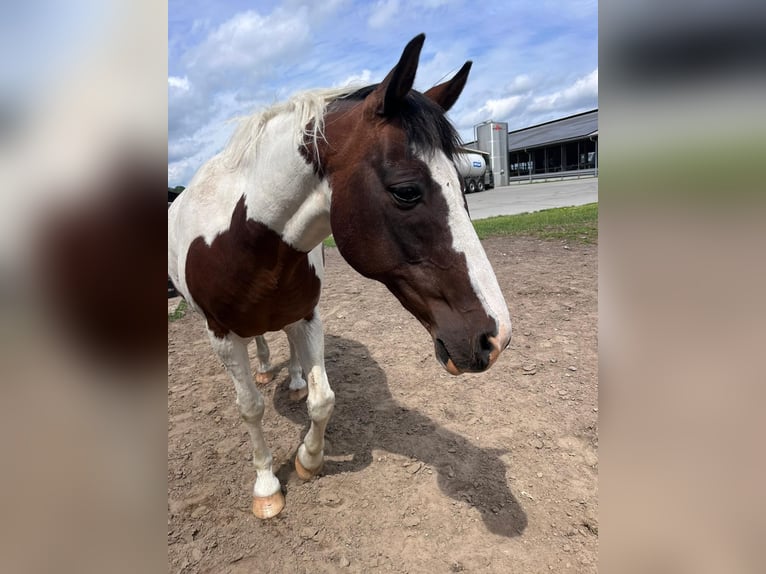 Pintos Wallach 29 Jahre 148 cm Schecke in Böel