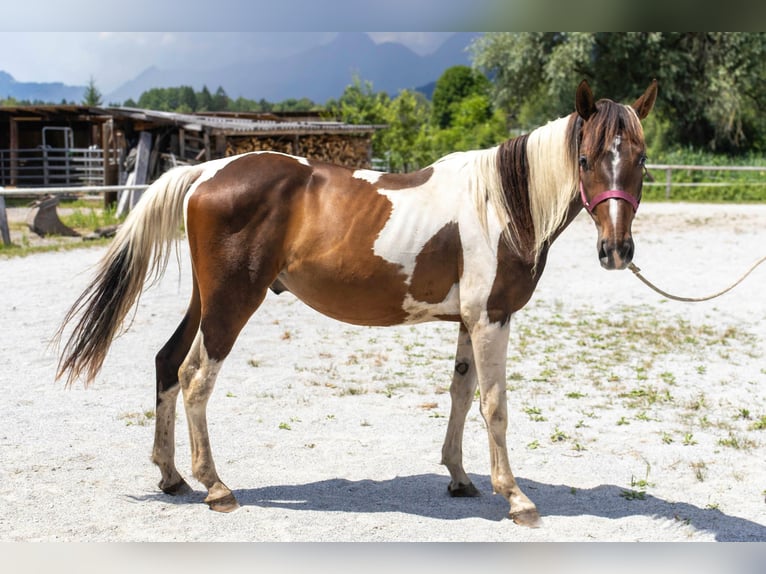 Pintos Wallach 2 Jahre 168 cm Schecke in Selzthal