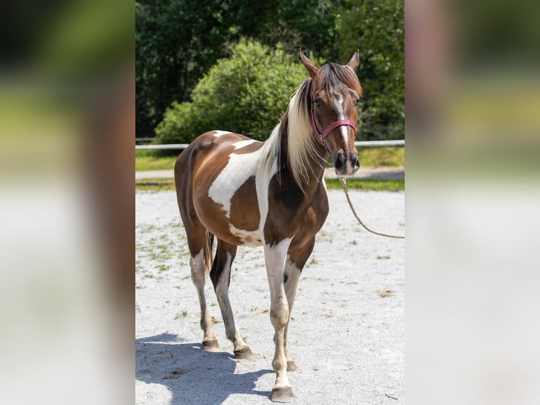 Pintos Wallach 2 Jahre 168 cm Schecke in Selzthal