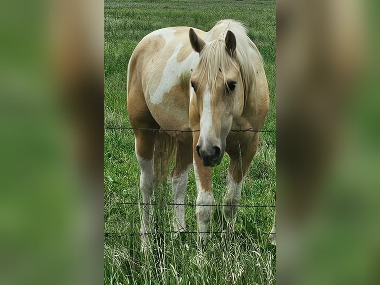 Pintos Wallach 2 Jahre Palomino in Alliance, NE