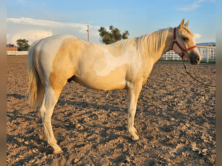 Pintos Wallach 2 Jahre Palomino in Alliance, NE