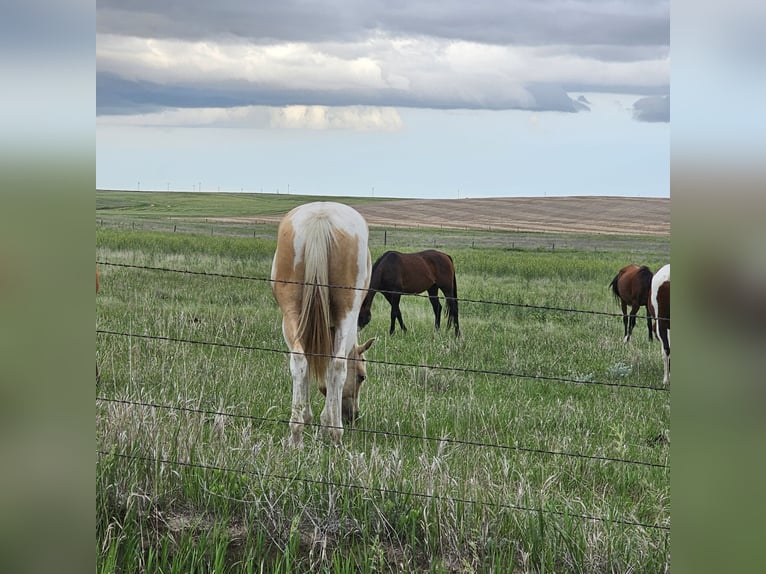 Pintos Wallach 2 Jahre Palomino in Alliance, NE