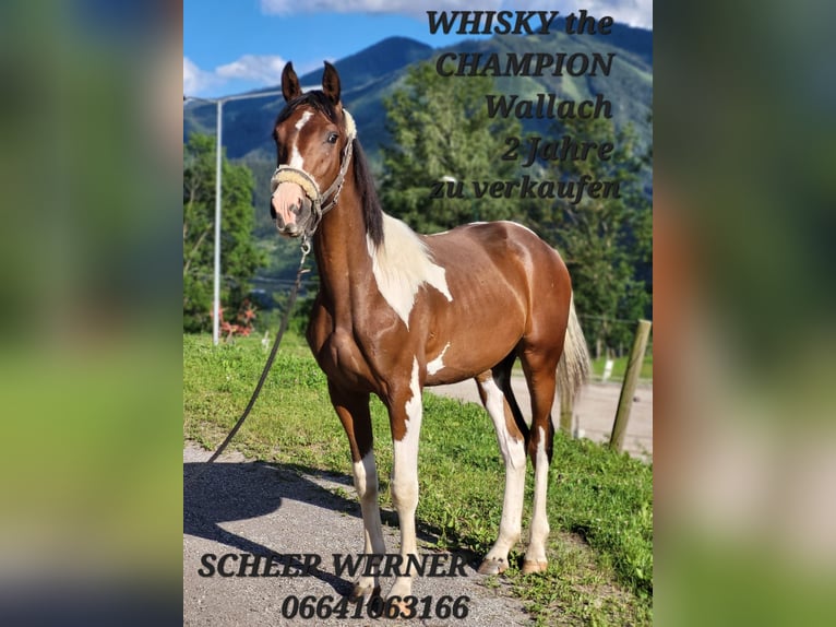 Pintos Wallach 2 Jahre Schecke in Proleb