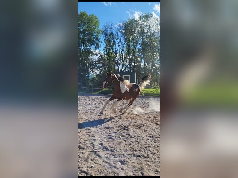 Pintos Wallach 2 Jahre Schecke in Proleb