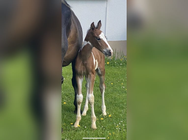Pintos Wallach 2 Jahre Schecke in Gleisdorf