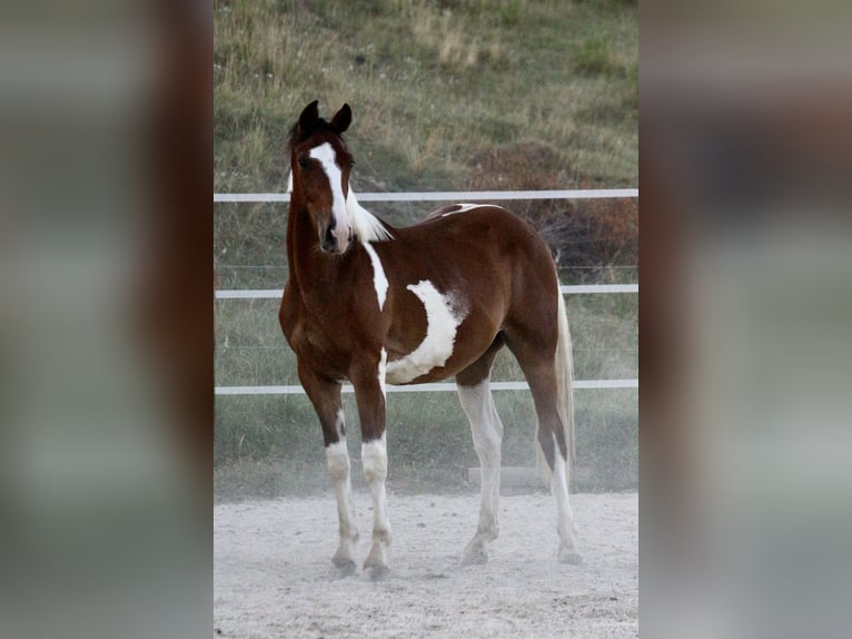 Pintos Wallach 2 Jahre Schecke in Gleisdorf