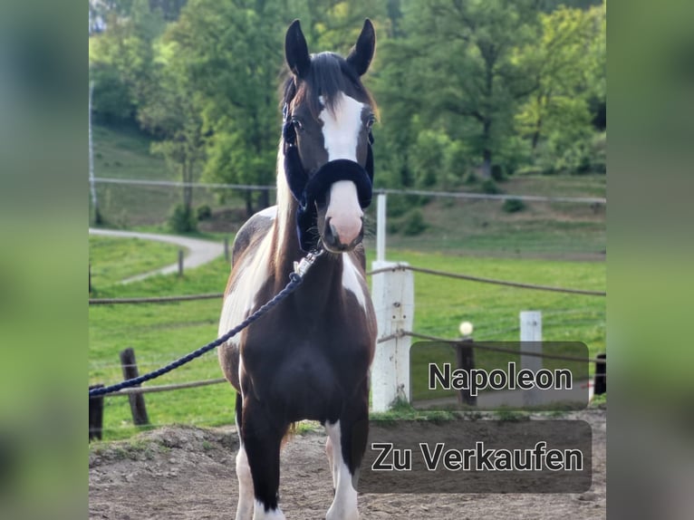 Pintos Wallach 2 Jahre Schecke in Proleb