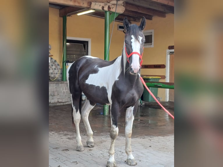 Pintos Wallach 2 Jahre Schecke in Proleb