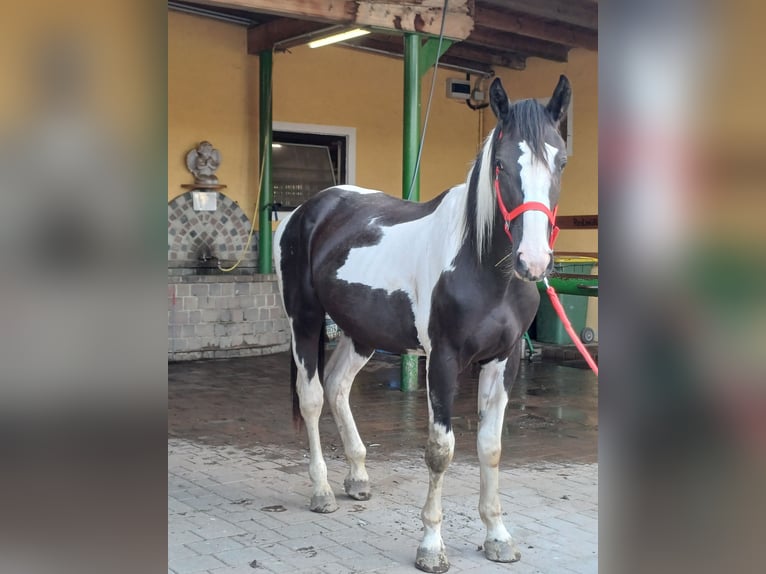 Pintos Wallach 2 Jahre Schecke in Proleb