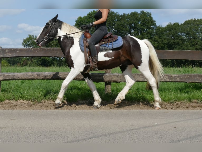 Pintos Wallach 3 Jahre 141 cm Schecke in Lathen