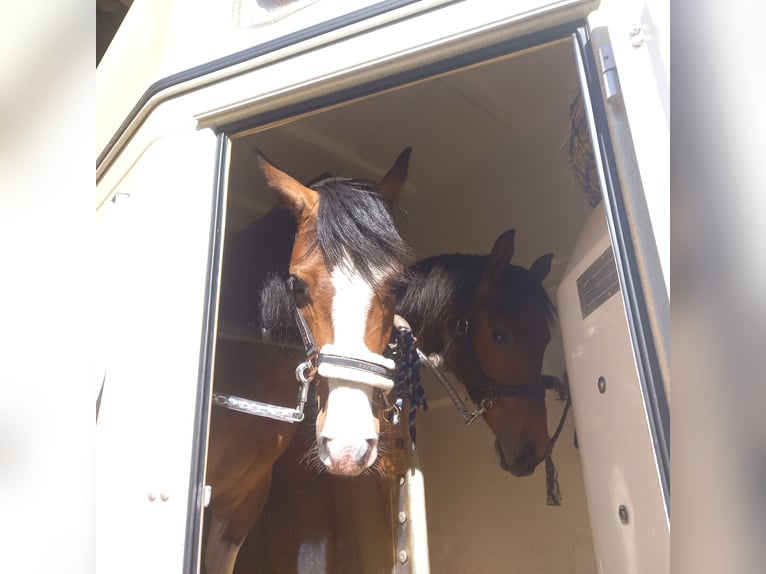Pintos Mix Wallach 3 Jahre 144 cm Schecke in Isterberg