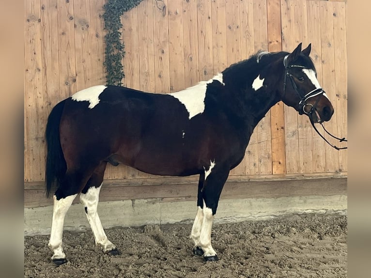 Pintos Mix Wallach 3 Jahre 146 cm Schecke in Riedlingen