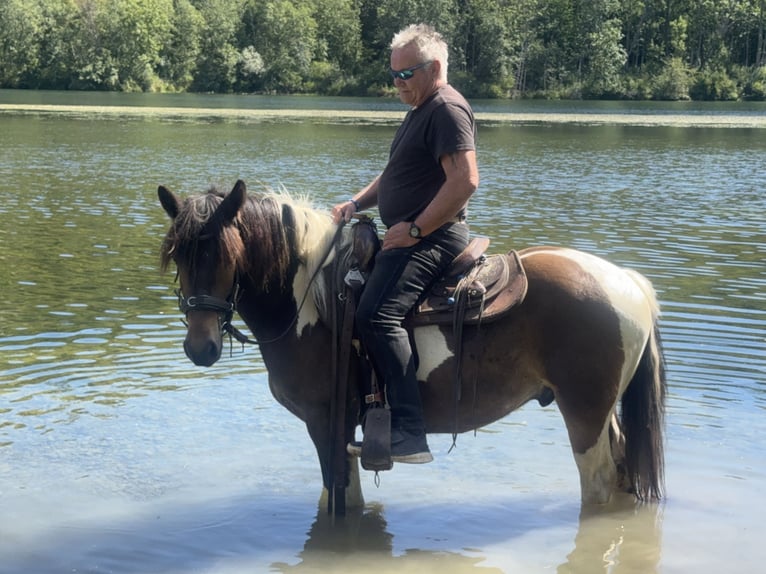 Pintos Mix Wallach 3 Jahre 150 cm Tobiano-alle-Farben in Fuchstal